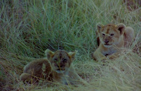 Kenia, Masai Mara (2002)